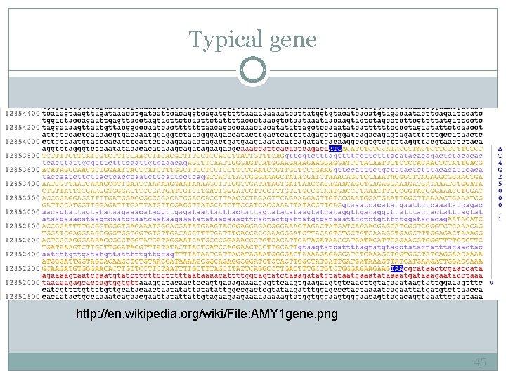 Typical gene http: //en. wikipedia. org/wiki/File: AMY 1 gene. png 45 