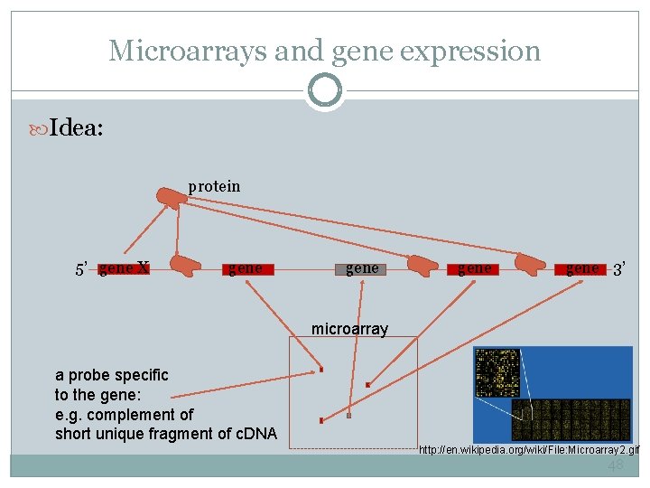 Microarrays and gene expression Idea: protein 5’ gene X gene 3’ microarray a probe