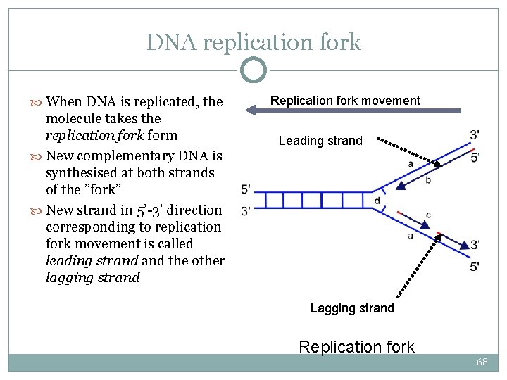 DNA replication fork When DNA is replicated, the molecule takes the replication fork form