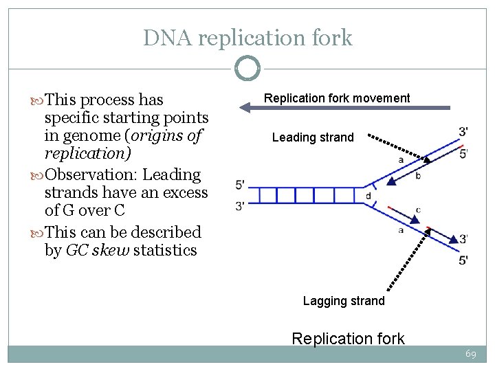 DNA replication fork This process has specific starting points in genome (origins of replication)