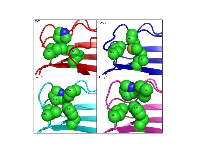 WT Loop 1 P 24 M 23 I 31 I 28 L 28 I