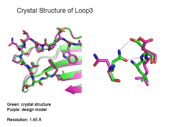 Crystal Structure of Loop 3 Green: crystal structure Purple: design model Resolution: 1. 45