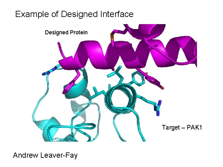 Example of Designed Interface Designed Protein Target – PAK 1 Andrew Leaver-Fay 