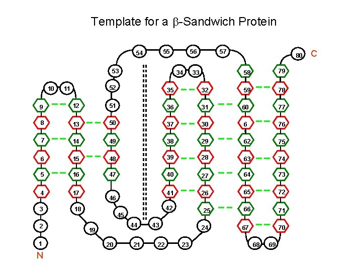 Template for a b-Sandwich Protein 55 54 53 10 11 56 34 57 33
