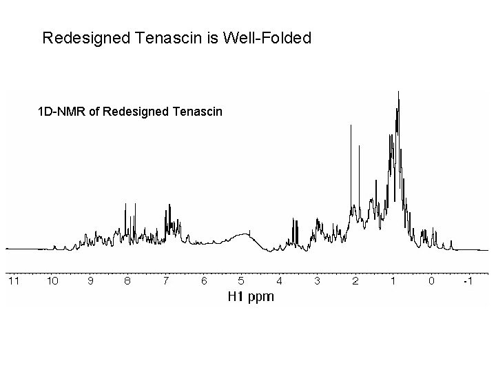 Redesigned Tenascin is Well-Folded 1 D-NMR of Redesigned Tenascin 