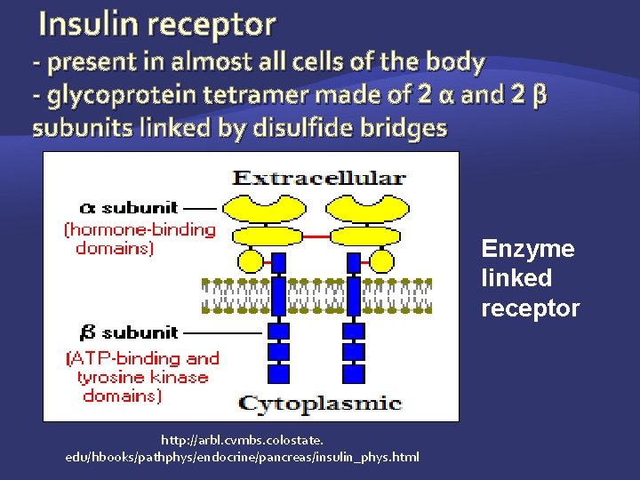 Insulin receptor - present in almost all cells of the body - glycoprotein tetramer