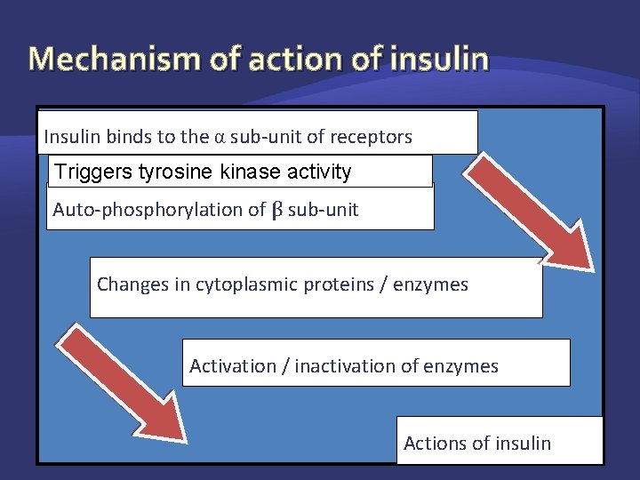 Mechanism of action of insulin Insulin binds to the α sub-unit of receptors Triggers