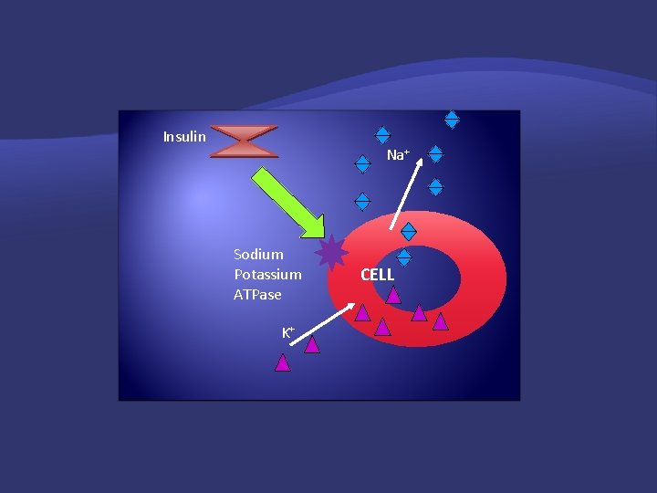 Insulin Na+ Sodium Potassium ATPase K+ CELL 