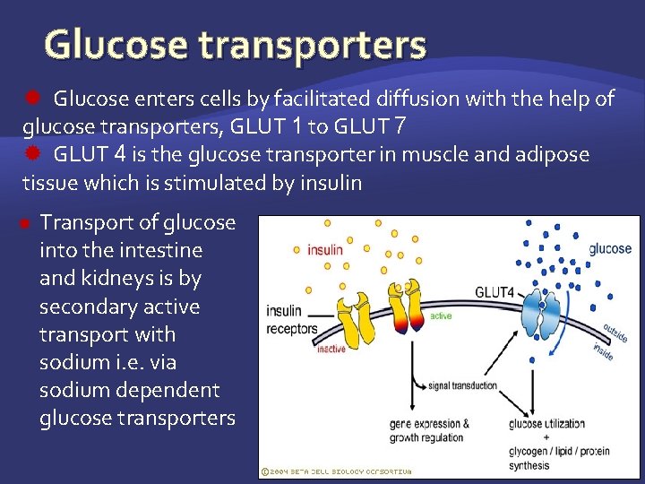 Glucose transporters Glucose enters cells by facilitated diffusion with the help of glucose transporters,