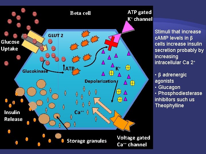 ATP gated K+ channel Beta cell GLUT 2 Glucose Uptake Glucokinase K+ ATP Depolarization