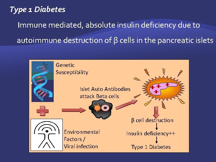 Type 1 Diabetes Immune mediated, absolute insulin deficiency due to autoimmune destruction of β