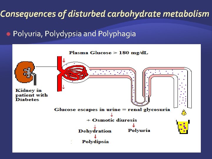 Consequences of disturbed carbohydrate metabolism Polyuria, Polydypsia and Polyphagia 