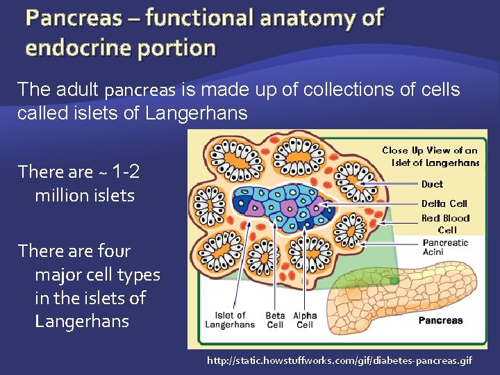 Pancreas – functional anatomy of endocrine portion The adult pancreas is made up of