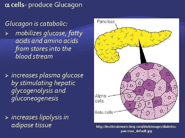  cells- produce Glucagon is catabolic: Ø mobilizes glucose, fatty acids and amino acids