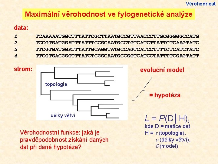 Věrohodnost Maximální věrohodnost ve fylogenetické analýze data: 1 2 3 4 TCAAAAATGGCTTTATTCGCTTAATGCCGTTAACCCTTGCGGGGGCCATG TCCGTGATGGATTTCCGCAATGCCTGTCATCTTATTCTCAAGTATC TTCGTGATGGATTTATTGCAGGTATGCCAGTCATCCTTTTCTCATCTATC