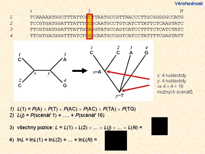 Věrohodnost j N TCAAAAATGGCTTTATTCGCTTAATGCCGTTAACCCTTGCGGGGGCCATG TCCGTGATGGATTTCCGCAATGCCTGTCATCTTATTCTCAAGTATC TTCGTGATGGATTTATTGCAGGTATGCCAGTCATCCTTTTCTCATCTATC TTCGTGACGGGTTTATCTCGGCAATGCCGGTCATCCTATTTTCGAGTATT 1 1 2 3 4 x: 4