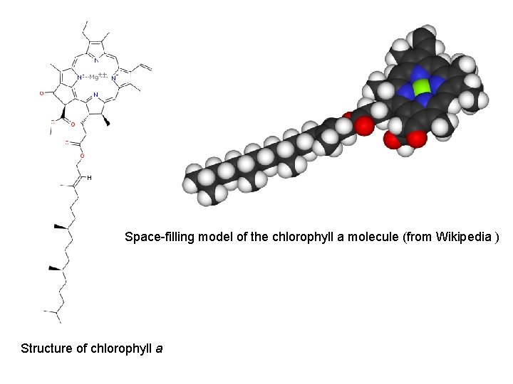 Space-filling model of the chlorophyll a molecule (from Wikipedia ) Structure of chlorophyll a