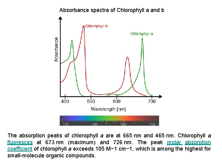 Absorbance spectra of Chlorophyll a and b The absorption peaks of chlorophyll a are