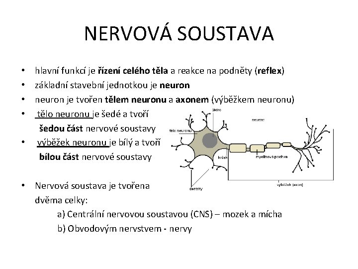 NERVOVÁ SOUSTAVA • hlavní funkcí je řízení celého těla a reakce na podněty (reflex)