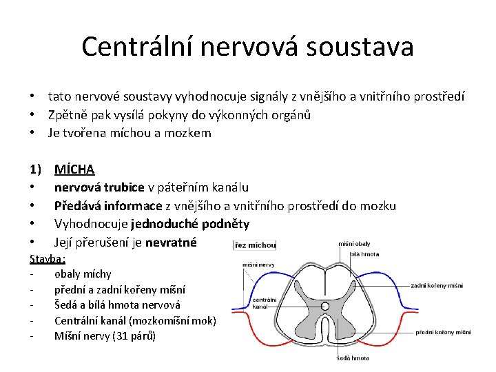 Centrální nervová soustava • tato nervové soustavy vyhodnocuje signály z vnějšího a vnitřního prostředí