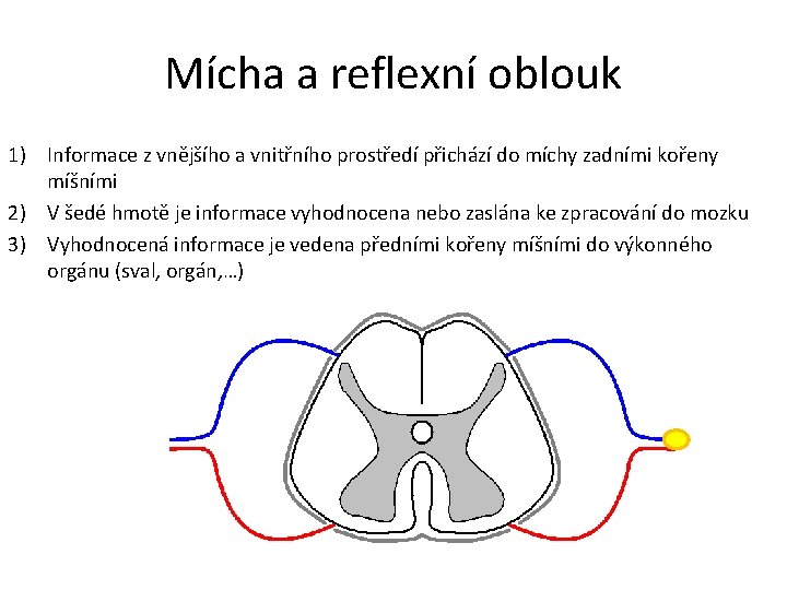 Mícha a reflexní oblouk 1) Informace z vnějšího a vnitřního prostředí přichází do míchy
