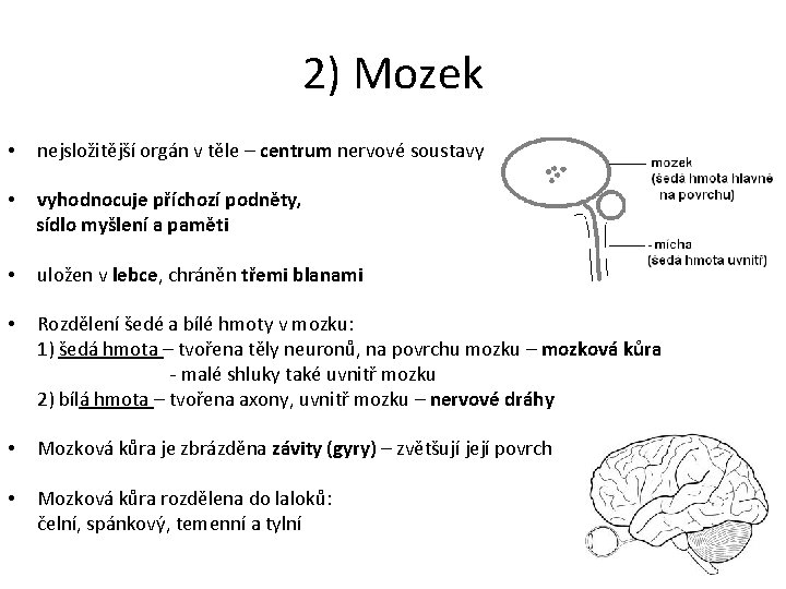 2) Mozek • nejsložitější orgán v těle – centrum nervové soustavy • vyhodnocuje příchozí