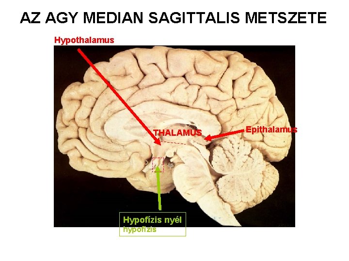 AZ AGY MEDIAN SAGITTALIS METSZETE Hypothalamus THALAMUS Hypofízis nyél hypofízis Epithalamus 