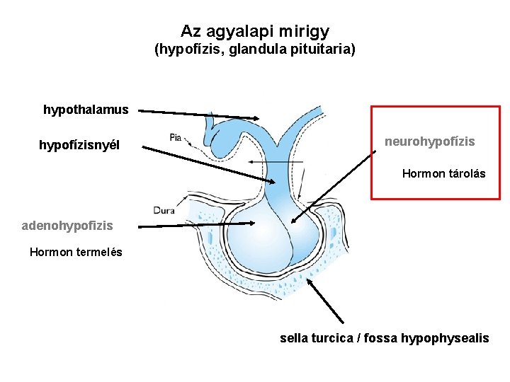 Az agyalapi mirigy (hypofízis, glandula pituitaria) hypothalamus hypofízisnyél neurohypofízis Hormon tárolás adenohypofizis Hormon termelés