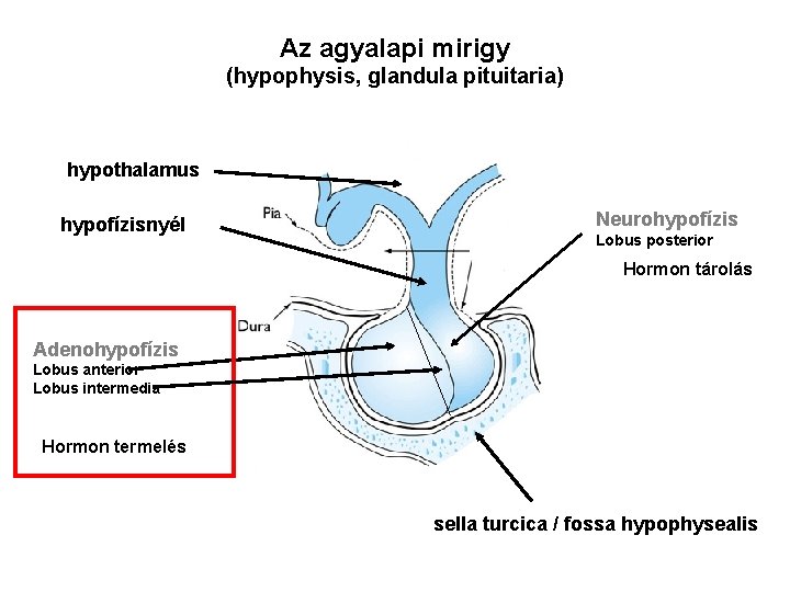 Az agyalapi mirigy (hypophysis, glandula pituitaria) hypothalamus hypofízisnyél Neurohypofízis Lobus posterior Hormon tárolás Adenohypofízis