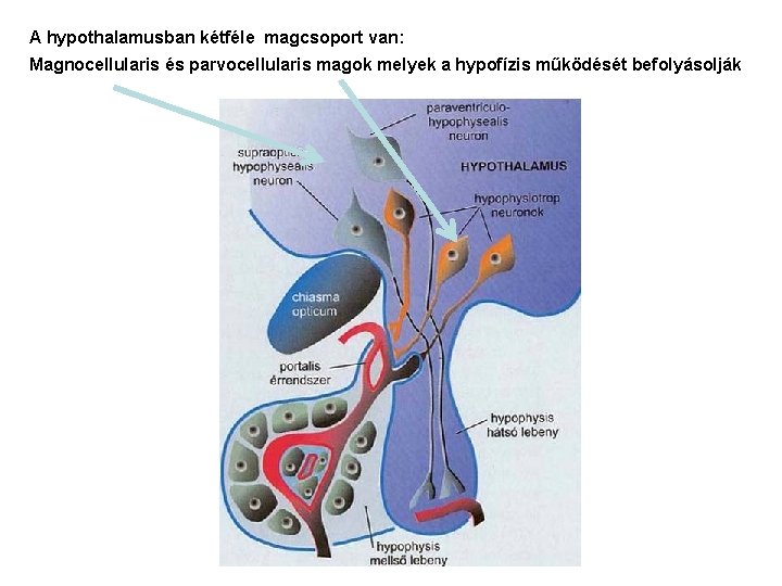 A hypothalamusban kétféle magcsoport van: Magnocellularis és parvocellularis magok melyek a hypofízis működését befolyásolják