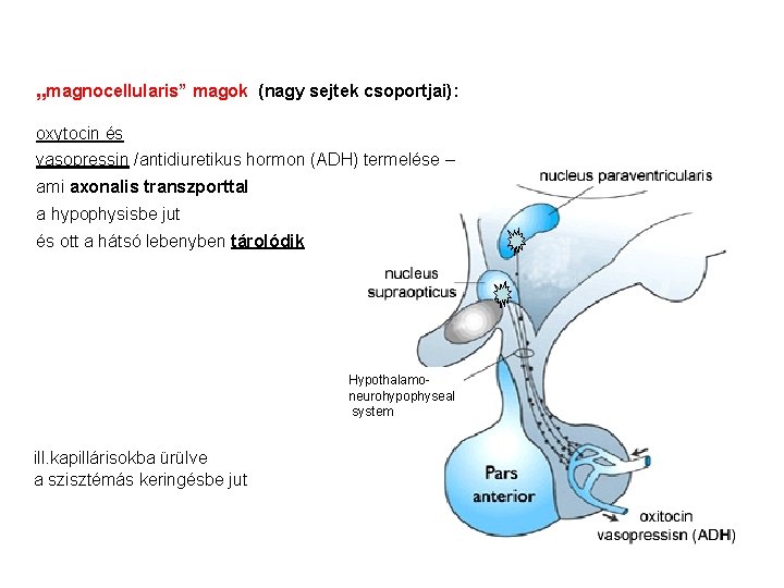 „magnocellularis” magok (nagy sejtek csoportjai): oxytocin és vasopressin /antidiuretikus hormon (ADH) termelése – ami