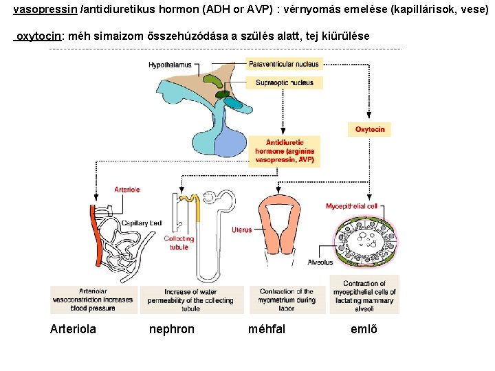 vasopressin /antidiuretikus hormon (ADH or AVP) : vérnyomás emelése (kapillárisok, vese) oxytocin: méh simaizom