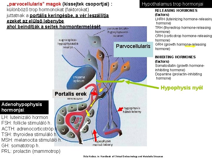 „parvocellularis” magok (kissejtek csoportjai) : különböző trop hormonokat (faktorokat) juttatnak a portális keringésbe, a