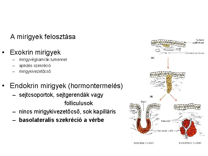 A mirigyek felosztása • Exokrin mirigyek – mirigyvégkamrák lumennel – apikális szekréció – mirigykivezetőcső