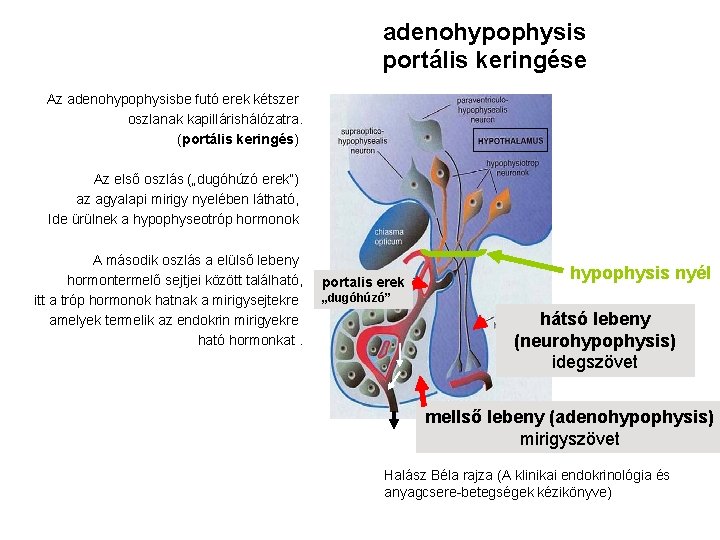 adenohypophysis portális keringése Az adenohypophysisbe futó erek kétszer oszlanak kapillárishálózatra. (portális keringés) Az első
