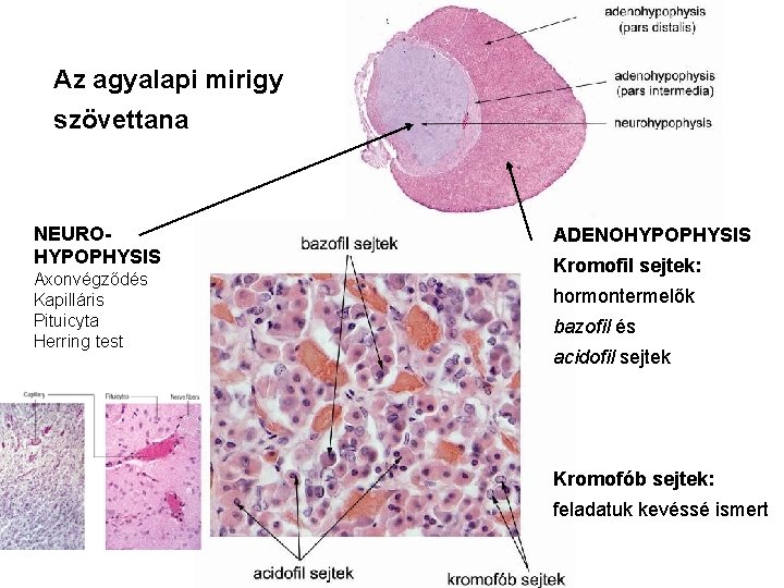 Az agyalapi mirigy szövettana NEUROHYPOPHYSIS Axonvégződés Kapilláris Pituicyta Herring test ADENOHYPOPHYSIS Kromofil sejtek: hormontermelők