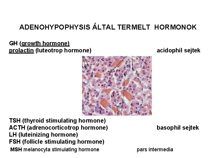 ADENOHYPOPHYSIS ÁLTAL TERMELT HORMONOK GH (growth hormone) prolactin (luteotrop hormone) TSH (thyroid stimulating hormone)