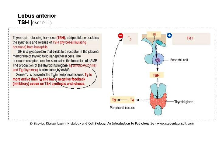 Lobus anterior TSH (BASOPHIL) 