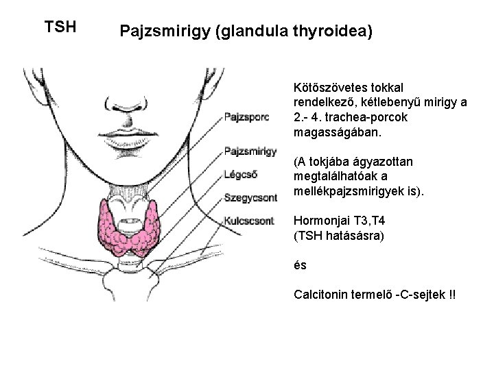 TSH Pajzsmirigy (glandula thyroidea) Kötőszövetes tokkal rendelkező, kétlebenyű mirigy a 2. - 4. trachea-porcok