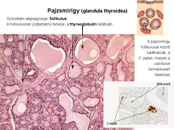 Pajzsmirigy (glandula thyroidea) Szövettani alapegysége: follikulus. A follikulusban jódtartalmú fehérje, a thyreoglobulin található. A