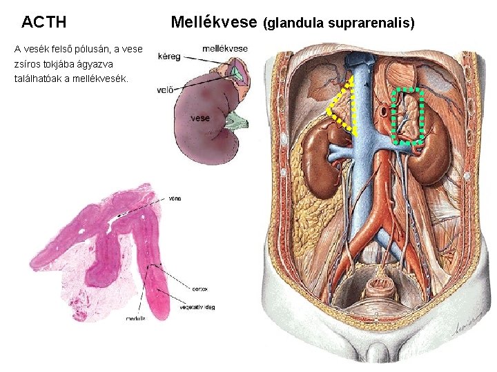 ACTH A vesék felső pólusán, a vese zsíros tokjába ágyazva találhatóak a mellékvesék. Mellékvese