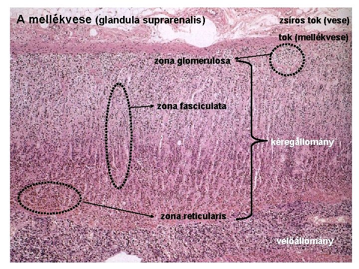 A mellékvese (glandula suprarenalis) zsíros tok (vese) tok (mellékvese) zona glomerulosa zona fasciculata kéregállomány