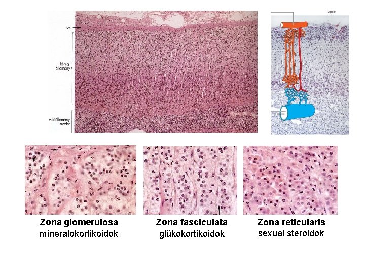 Zona glomerulosa mineralokortikoidok Zona fasciculata glükokortikoidok Zona reticularis sexual steroidok 