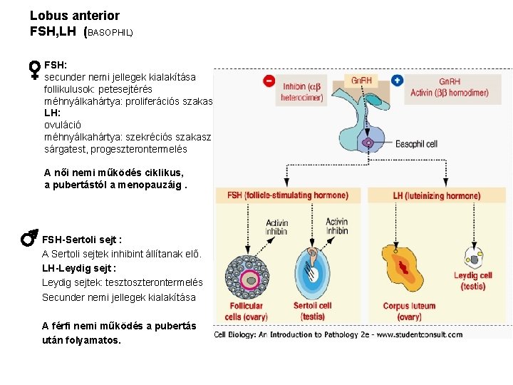 Lobus anterior FSH, LH (BASOPHIL) FSH: secunder nemi jellegek kialakítása follikulusok: petesejtérés méhnyálkahártya: proliferációs