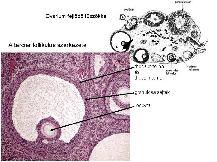 Ovarium fejlődő tüszőkkel A tercier follikulus szerkezete theca externa és theca interna granulosa sejtek