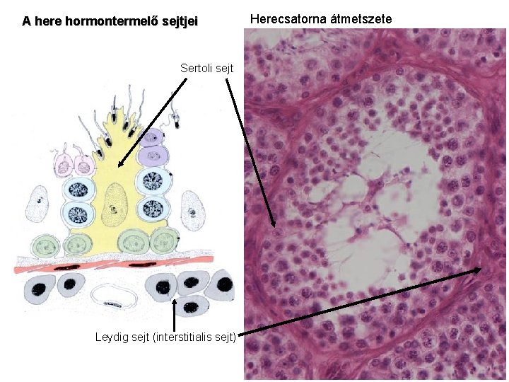 A here hormontermelő sejtjei Sertoli sejt Leydig sejt (interstitialis sejt) Herecsatorna átmetszete 