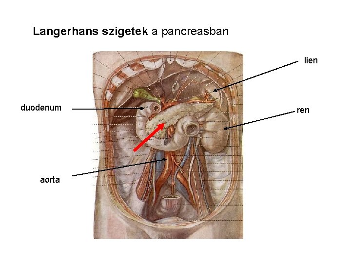 Langerhans szigetek a pancreasban lien duodenum aorta ren 