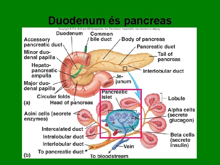 Duodenum és pancreas 