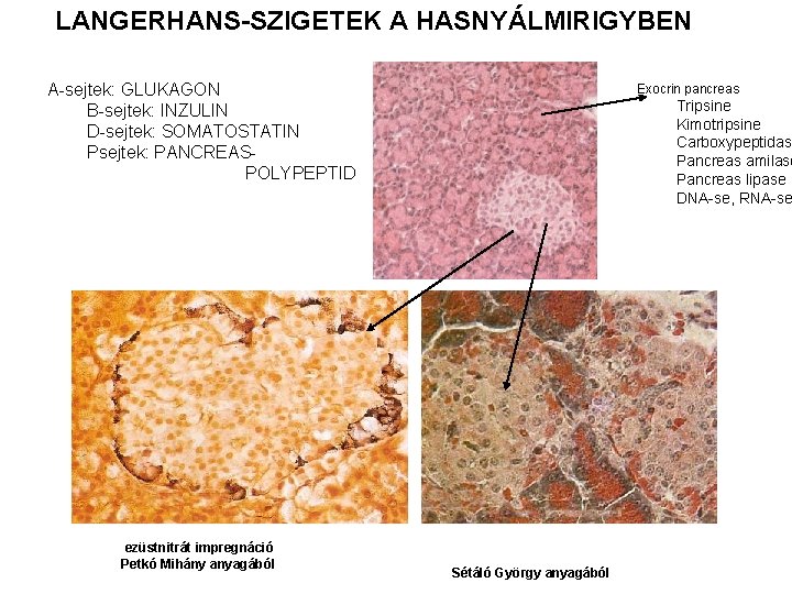 LANGERHANS-SZIGETEK A HASNYÁLMIRIGYBEN A-sejtek: GLUKAGON B-sejtek: INZULIN D-sejtek: SOMATOSTATIN Psejtek: PANCREASPOLYPEPTID ezüstnitrát impregnáció Petkó