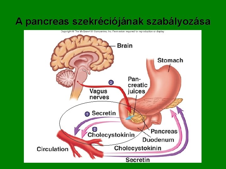 A pancreas szekréciójának szabályozása 